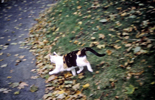 Philip E. Rosenberg slides --
