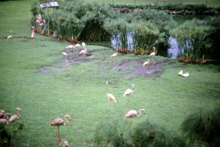 Philip E. Rosenberg slides -- Hawaii - Waikiki