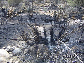 Bagdad, Arizona, run