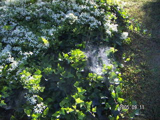 spider in her web