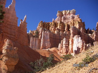 Bryce Canyon -- Navajo Loop -- tall, patient tree