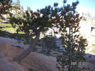 Bryce Canyon -- Queen's Garden trail