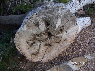 Bryce Canyon -- Sunrise Point