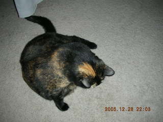 Eighth picture with my new Nikon Coolpix S2 -- Maria - (cat)
