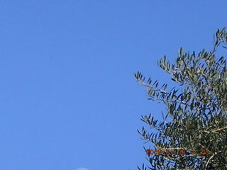 Seventh picture with my new Nikon Coolpix S2 -- Maria - (cat)
