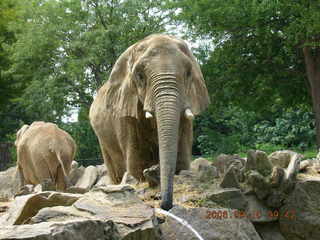 Philadelphia Zoo -- elephants