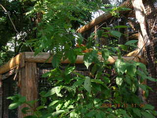 Philadelphia Zoo -- monkey