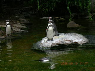 Philadelphia Zoo -- polar bear