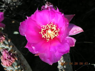 Bagdad run - prickly pear cactus flower close-up