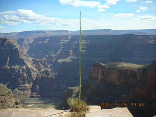tall plant at Grand Canyon West