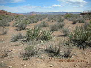 shrubs at Grand Canyon West