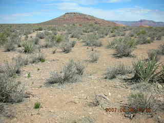 shrubs at Grand Canyon West