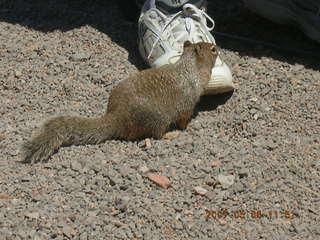 Grand Canyon West - birds in flight