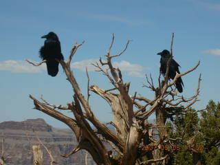 Grand Canyon West - birds in flight in canyon