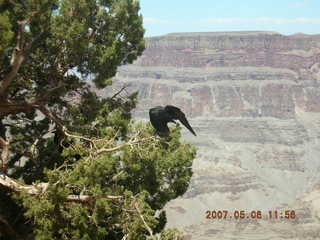Grand Canyon West - Colorado River