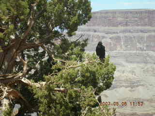 Grand Canyon West - fat squirrel