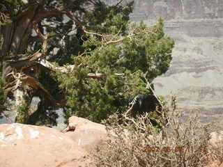 Grand Canyon West - fat squirrel