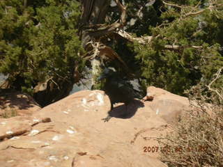 Grand Canyon West - fat squirril