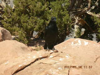 Grand Canyon West - fat squirrel