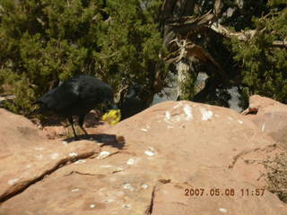 Grand Canyon West - fat squirrel