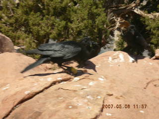 Grand Canyon West - birds