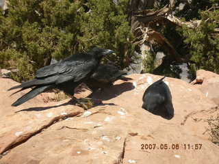 Grand Canyon West - bird