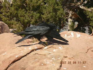 Grand Canyon West - bird