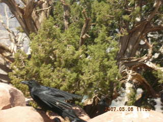 Grand Canyon West - birds