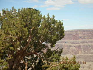 Grand Canyon West - birds