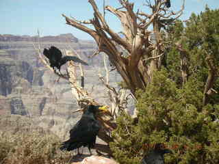 Grand Canyon West - bird