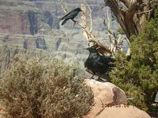 Grand Canyon West - bird