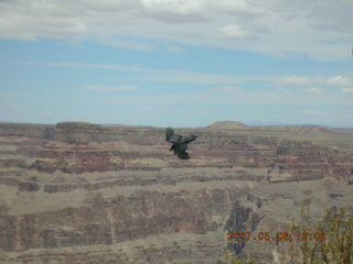 Grand Canyon West - bird