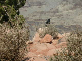 Grand Canyon West- birds