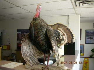 Grand Canyon West - birds