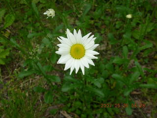 Welch, Minnesota, run - flowers