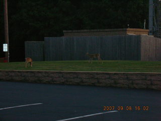 deer in the dark