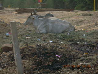 68 69g. morning run, Gurgaon, India - bull