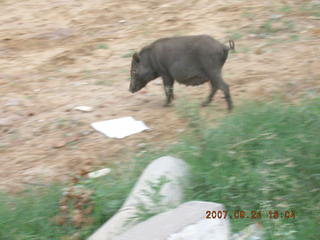 58 69k. morning run, Gurgaon, India - pig