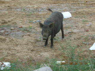60 69k. morning run, Gurgaon, India- pig
