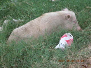 61 69k. morning run, Gurgaon, India - pig