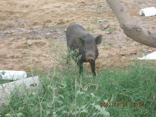 63 69k. morning run, Gurgaon, India - pig