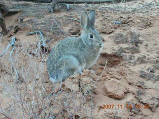 274 6be. Arches National Park - Devils Garden hike - rabbit