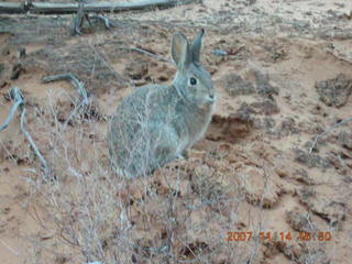 278 6be. Arches National Park - Devils Garden hike - rabbit