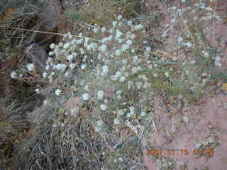 265 6bf. Moab - Negro Bill Trail