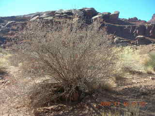 242 6bg. Canyonlands National Park - Lathrop Trail hike