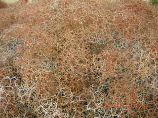 87 6bh. Canyonlands National Park - intricate plant