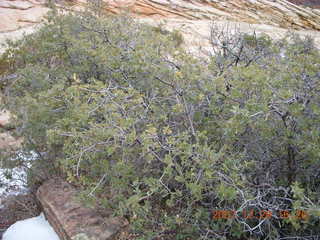 191 6cv. Zion National Park - West Rim trail