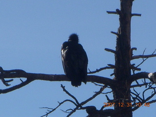 153 6cx. Zion National Park - sunrise Angels Landing hike - condor