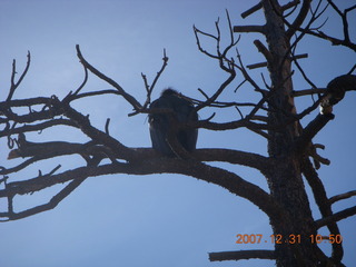 160 6cx. Zion National Park - sunrise Angels Landing hike - condor