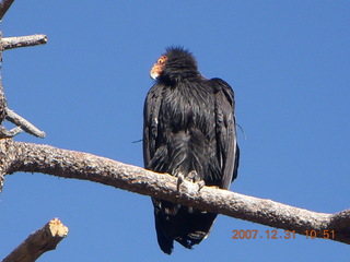 163 6cx. Zion National Park - sunrise Angels Landing hike - condor